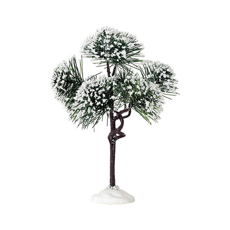Mountain Pine, Medio